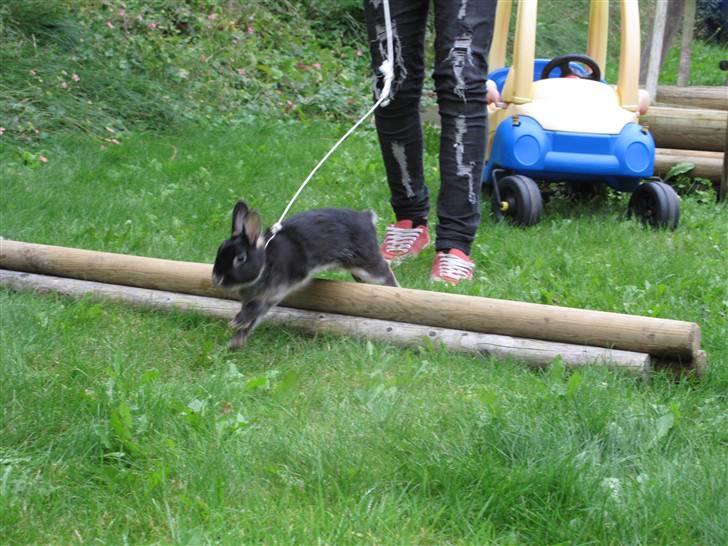 Kanin Oscar<3 billede 3