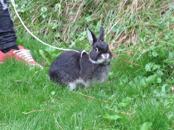 Kanin Oscar<3 billede 4