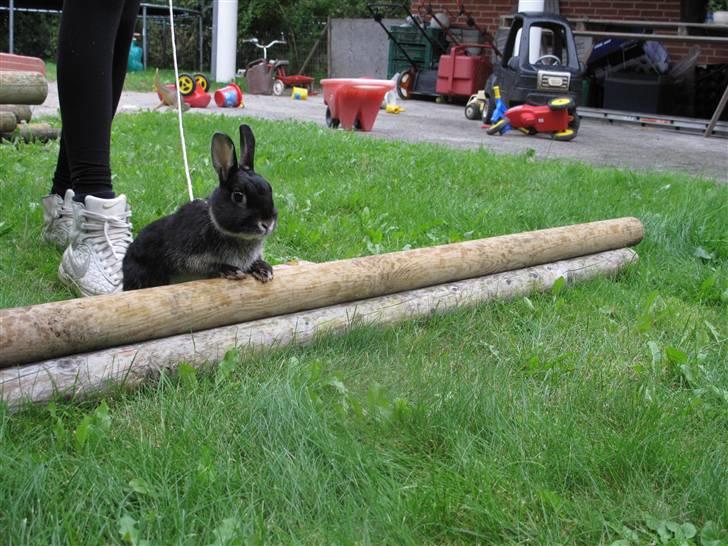 Kanin Oscar<3 billede 6