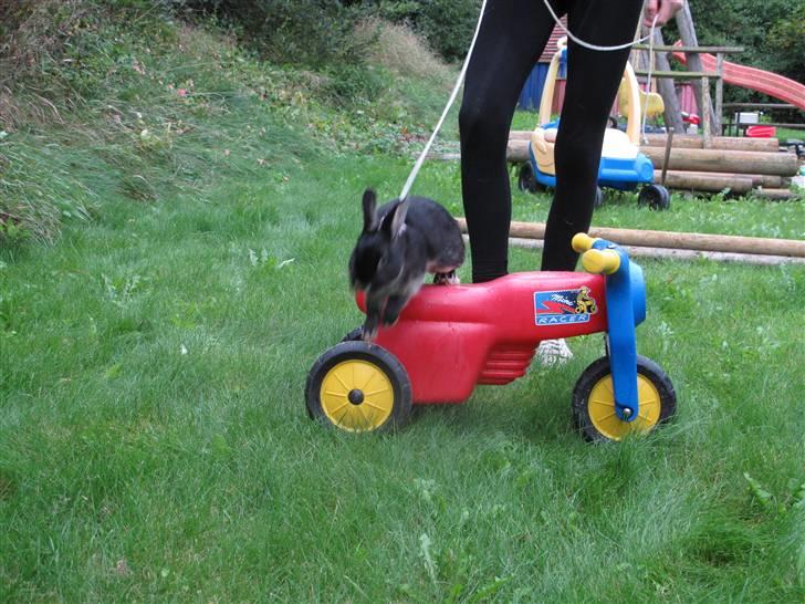 Kanin Oscar<3 - han sætter lige benene på, så han springer ikk helt over ;)  billede 7