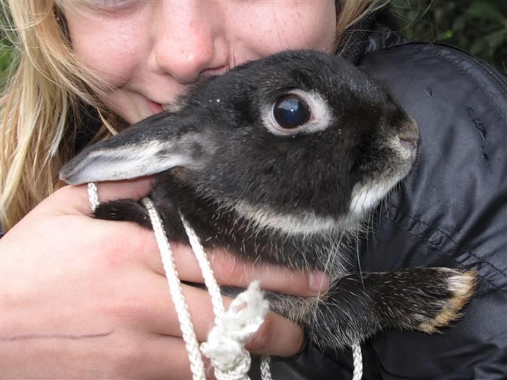 Kanin Oscar<3 billede 8