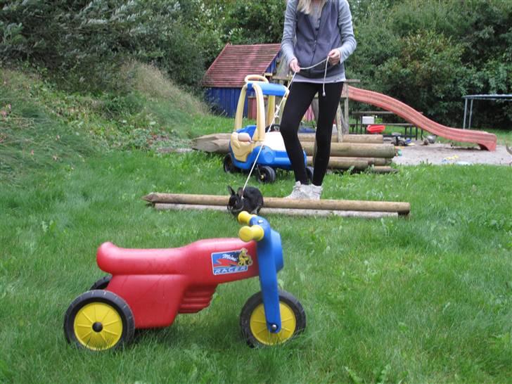 Kanin Oscar<3 billede 9