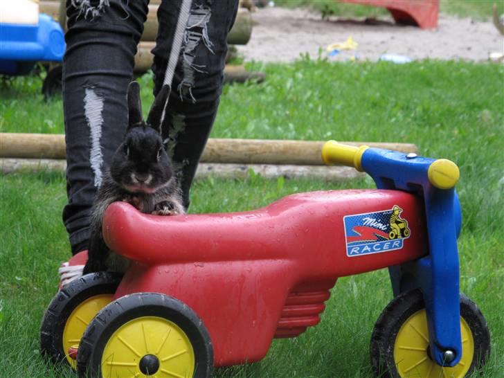 Kanin Oscar<3 billede 10