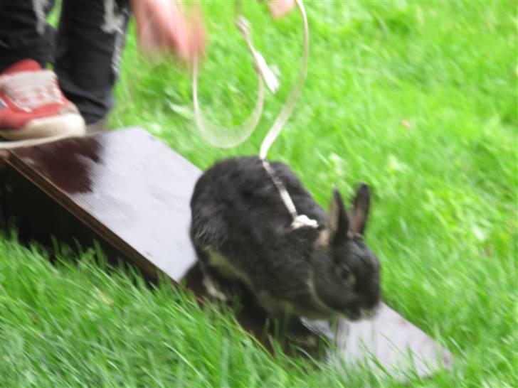 Kanin Oscar<3 billede 11