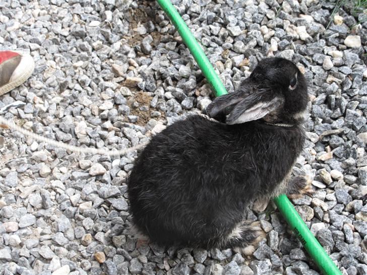 Kanin Oscar<3 billede 13