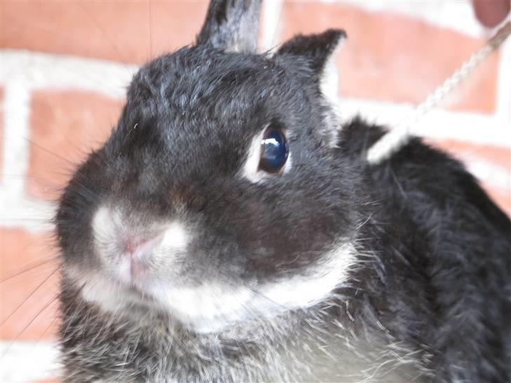 Kanin Oscar<3 billede 14