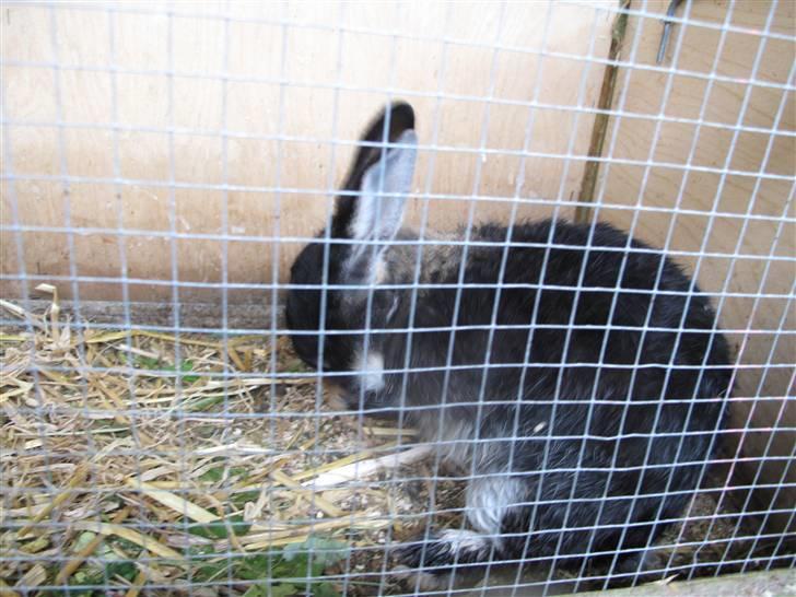 Kanin Oscar<3 billede 15