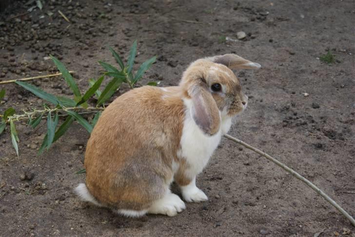 Kanin | Ziggy's Ronja R.I.P. billede 13