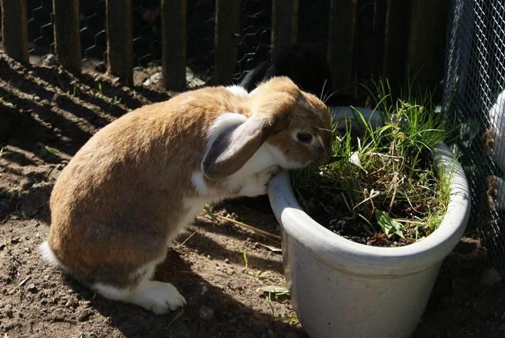 Kanin | Ziggy's Ronja R.I.P. billede 14