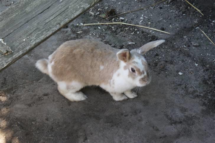 Kanin | † Ziggy's Liv R.I.P. billede 15