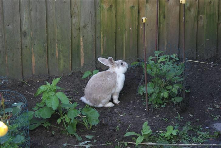 Kanin | † Ziggy's Liv R.I.P. billede 16