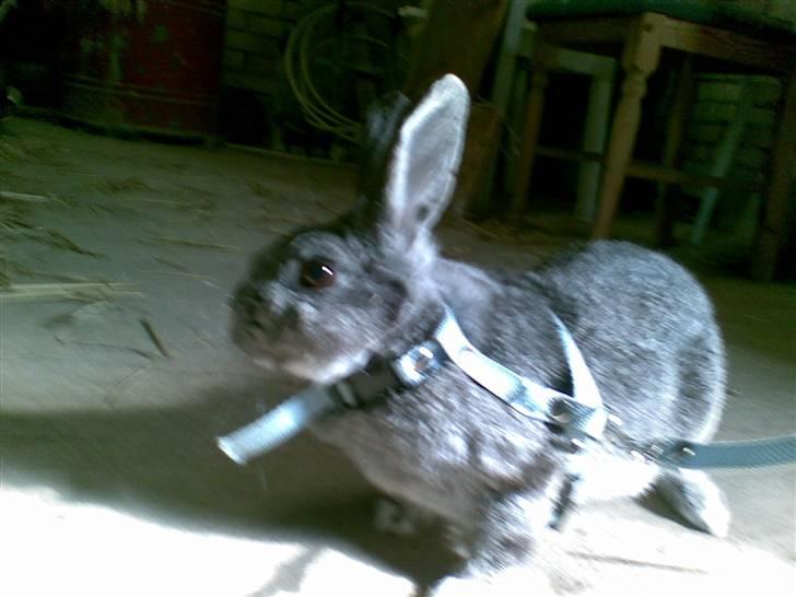 Kanin l silvi silversen hansen l .R.I.P. l billede 9