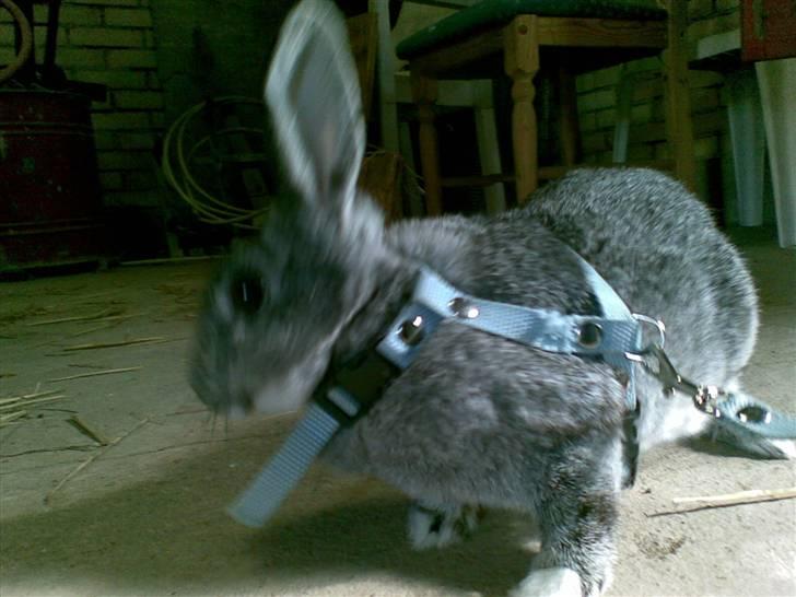 Kanin l silvi silversen hansen l .R.I.P. l billede 10