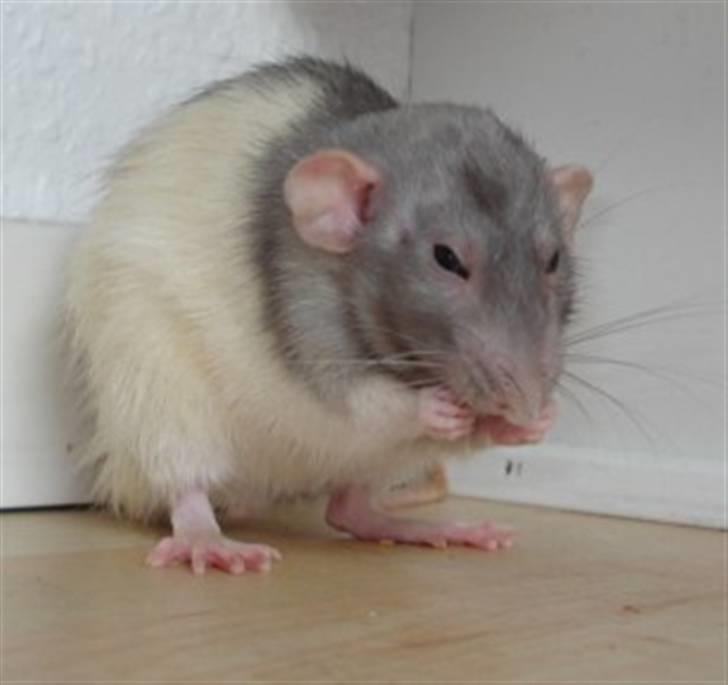 Tamrotte Dumbo - Tony billede 1