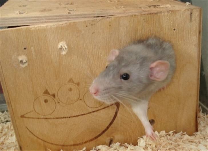 Tamrotte Dumbo - Tony billede 2