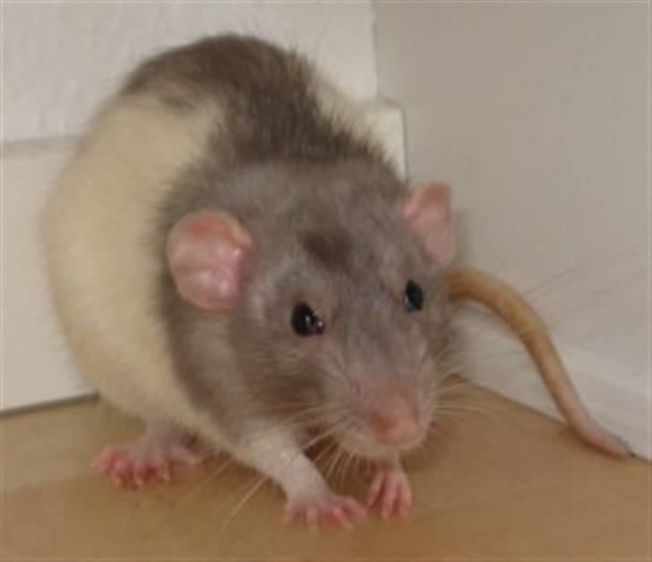 Tamrotte Dumbo - Tony billede 3