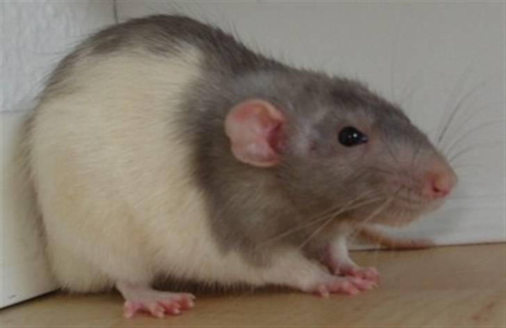 Tamrotte Dumbo - Tony billede 4