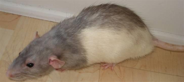 Tamrotte Dumbo - Tony billede 5