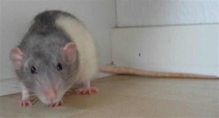 Tamrotte Dumbo - Tony billede 6