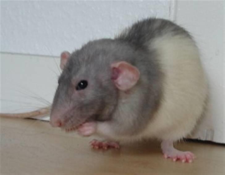 Tamrotte Dumbo - Tony billede 7