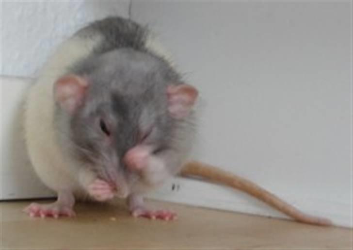 Tamrotte Dumbo - Tony billede 8