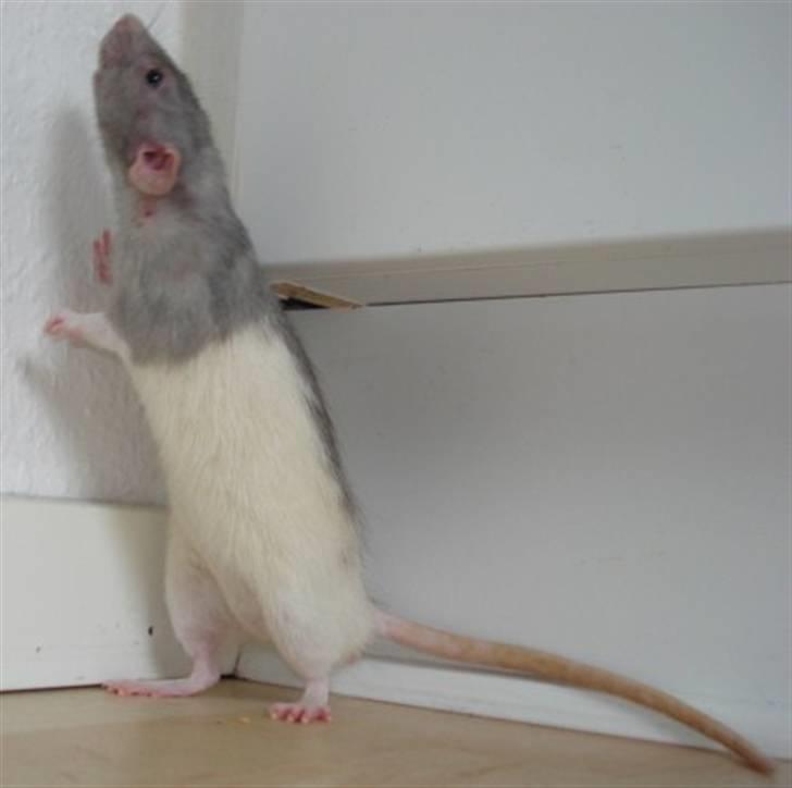 Tamrotte Dumbo - Tony billede 9