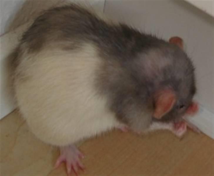 Tamrotte Dumbo - Tony billede 10