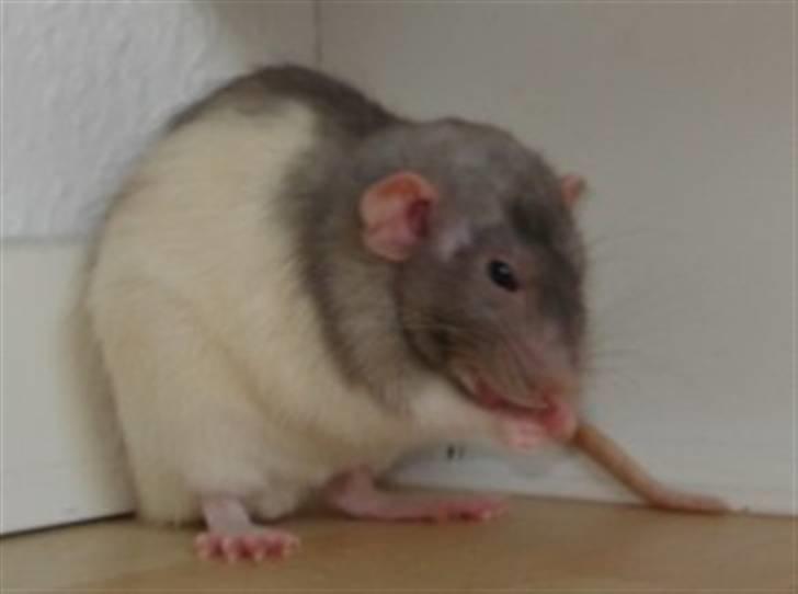 Tamrotte Dumbo - Tony billede 11