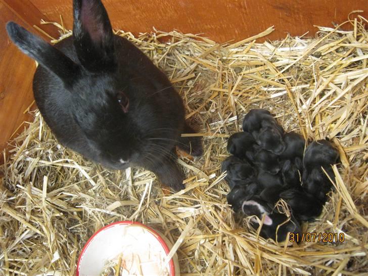 Kanin Little Miss Twister - her er den stolte mor med sine 8 unger :)) billede: mig billede 8