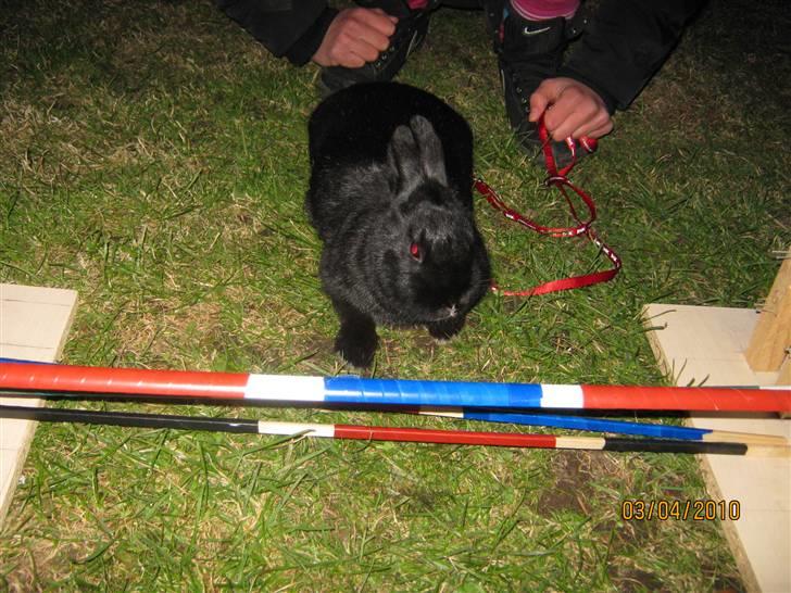 Kanin Little Miss Twister - Twister kan være en stædig en ;-) Billede: Sally Rynkeby billede 9