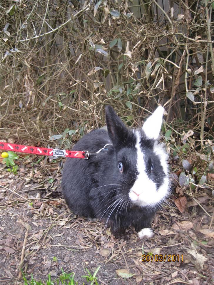 Kanin Stald Antons Toffifee - Billede: mig billede 13