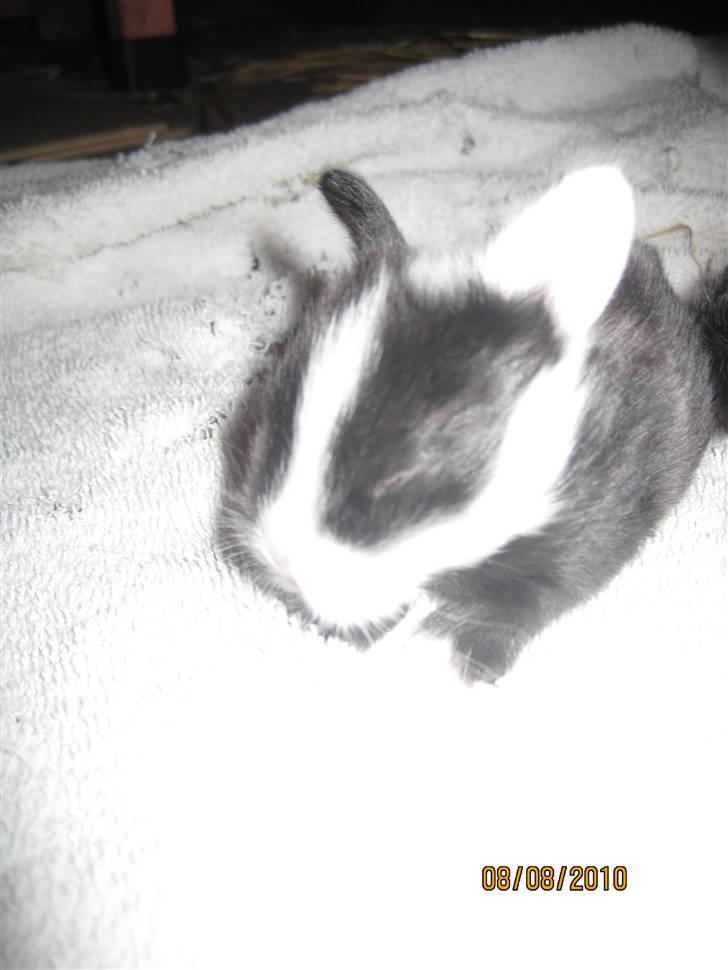 Kanin Stald Antons Toffifee - Toffifee 14 dage gammel. Billede: mig billede 8