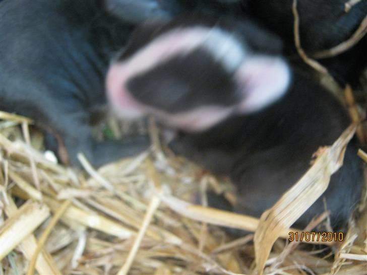 Kanin Stald Antons Toffifee - lidt sløret baby :-) Billede: mig billede 10