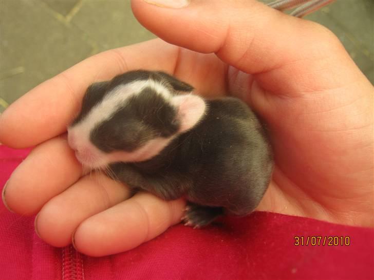 Kanin Stald Antons Toffifee - 6 dage gammel. Billede: mig billede 5