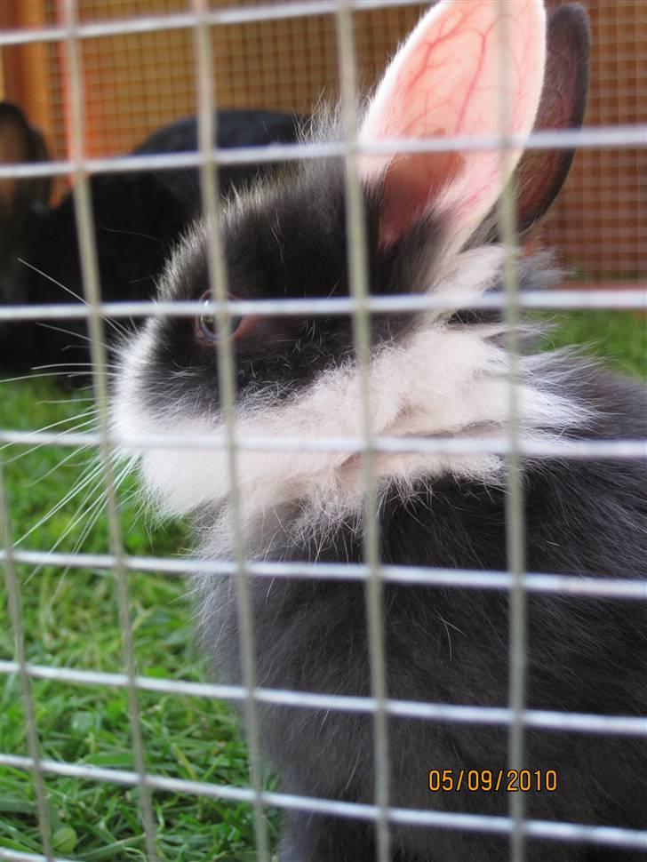 Kanin Stald Antons Toffifee - Billede: mig billede 11