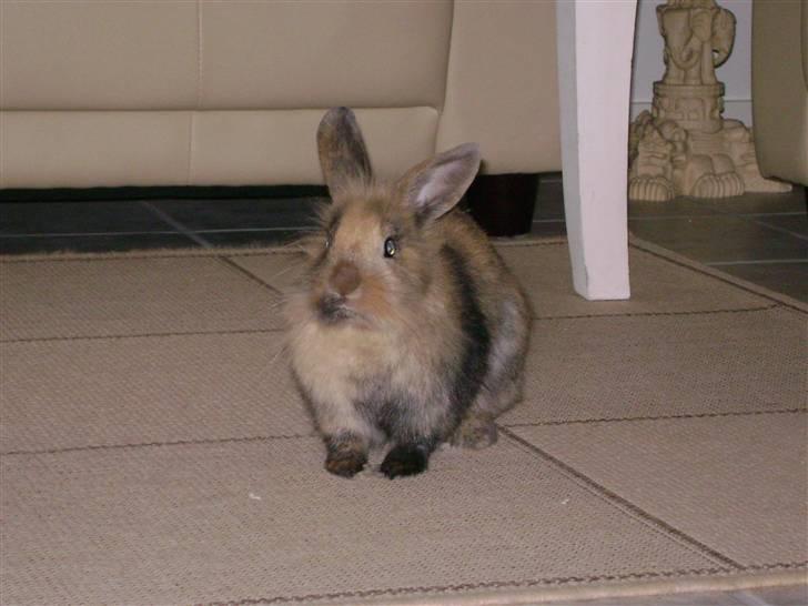 Kanin Nynne  *meget savnet* billede 11