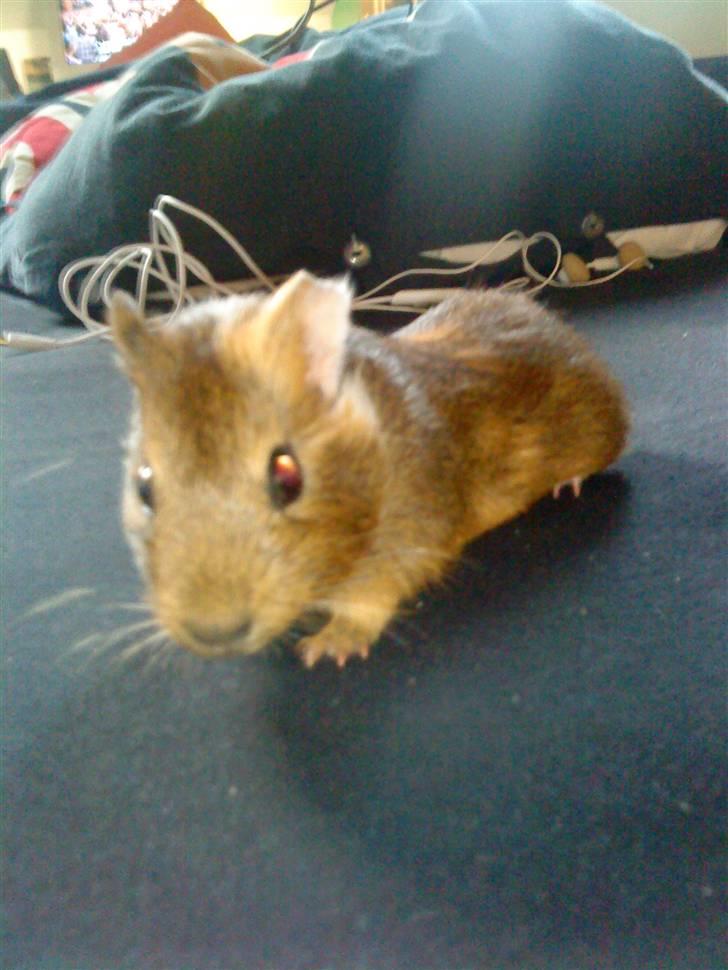 Marsvin Diego billede 1