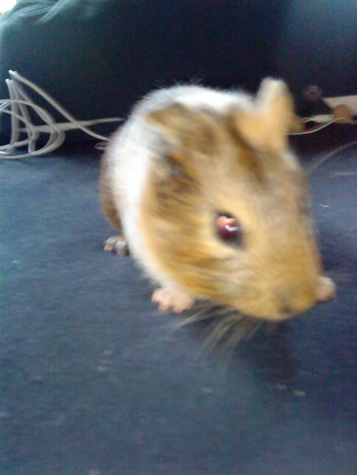 Marsvin Diego billede 5