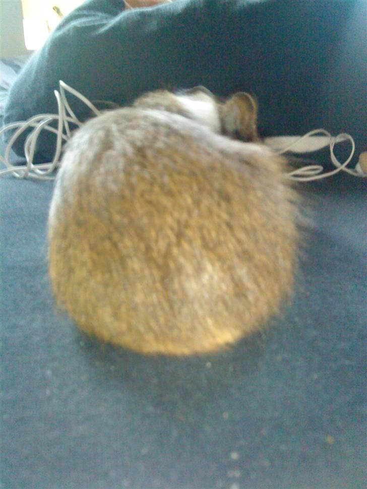 Marsvin Diego billede 7