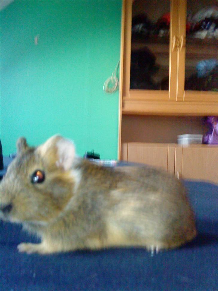 Marsvin Diego billede 8