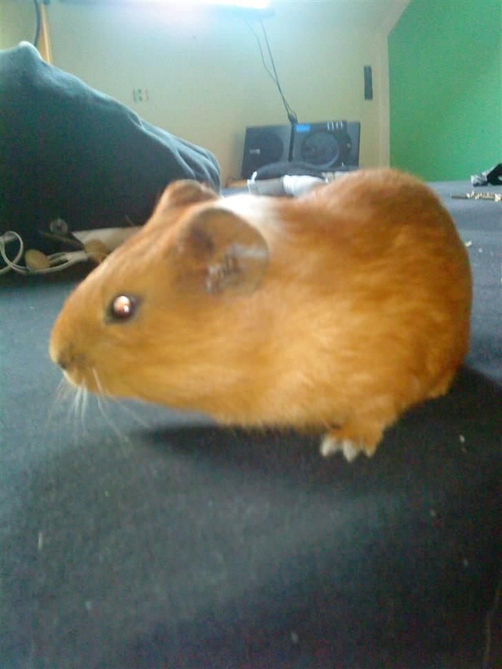 Marsvin Simba billede 1