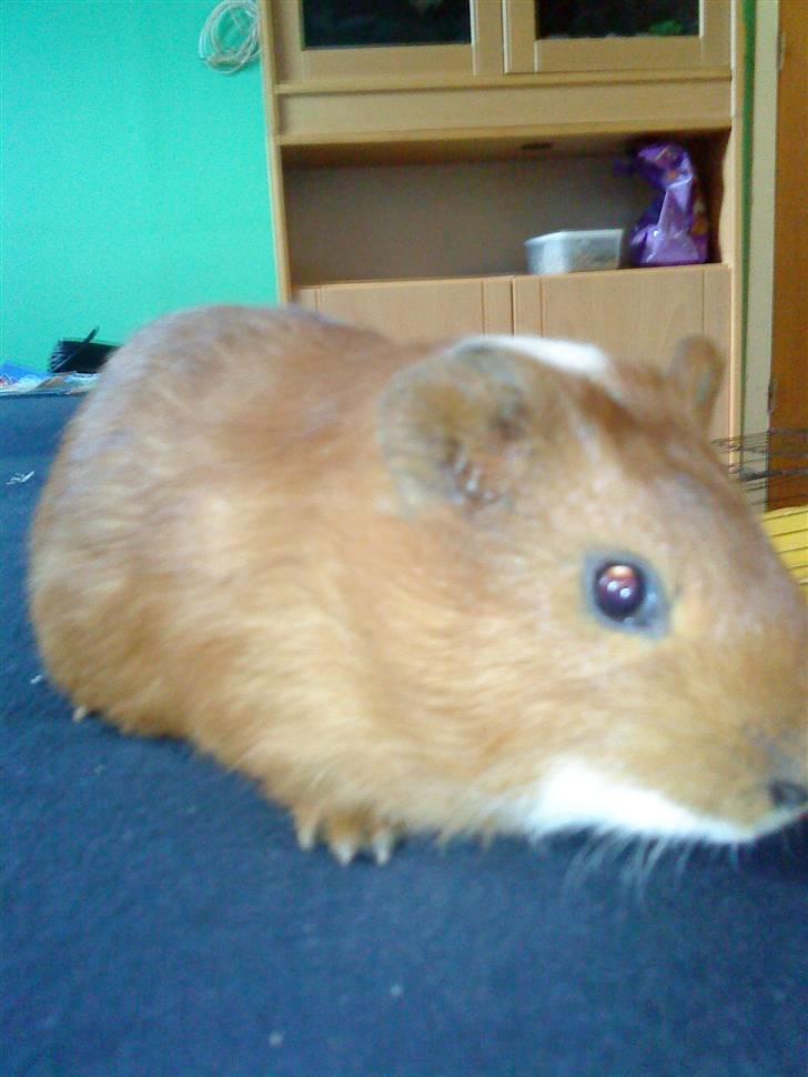 Marsvin Simba billede 2