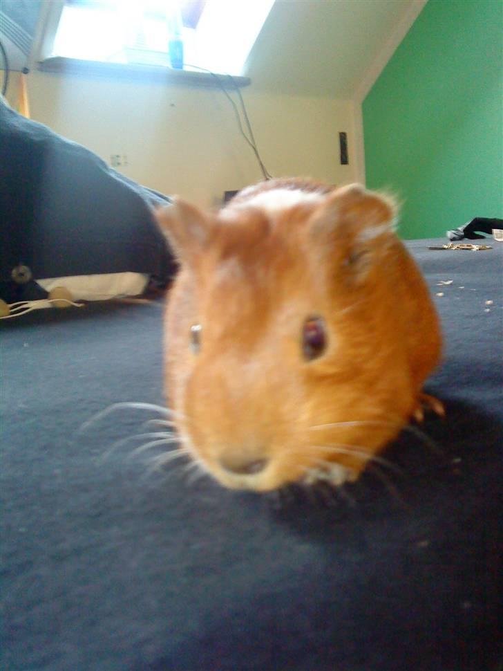 Marsvin Simba billede 3