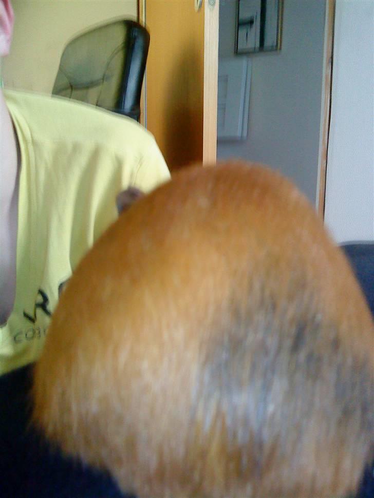 Marsvin Simba billede 4