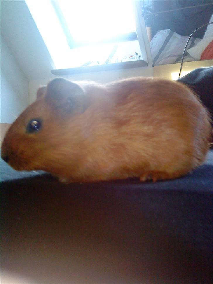 Marsvin Simba billede 5