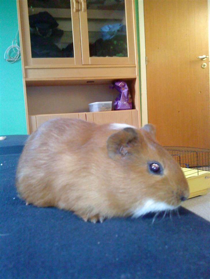 Marsvin Simba billede 6