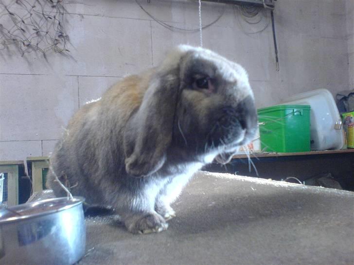 Kanin Grundet Bakkes Lilo <3 - Modelkanin (; billede 1