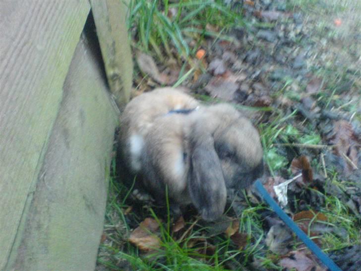 Kanin Grundet Bakkes Lilo <3 billede 2