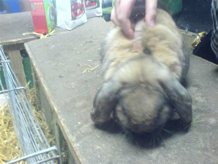 Kanin Grundet Bakkes Lilo <3 billede 3
