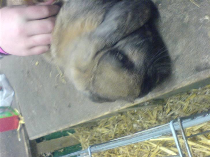 Kanin Grundet Bakkes Lilo <3 billede 4